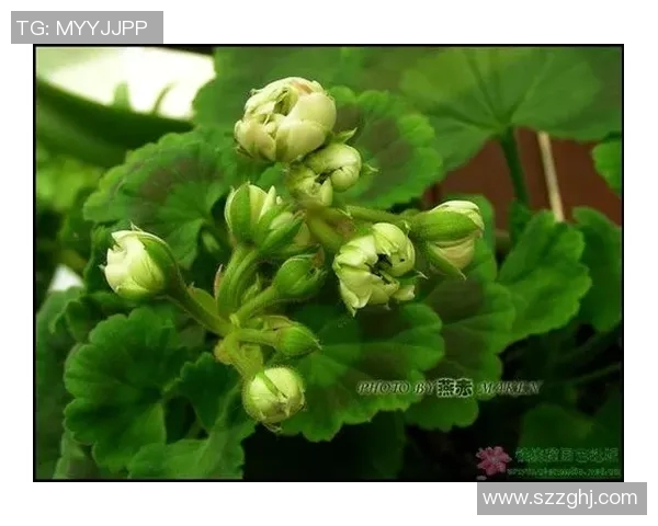 王磊独家解析足球技巧与战术分享我的心得与经验 王磊独家解析足球技巧与战术分享我的心得与经验