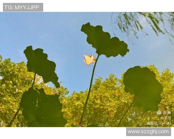 广州排球队的辉煌之路与突破成就全景回顾